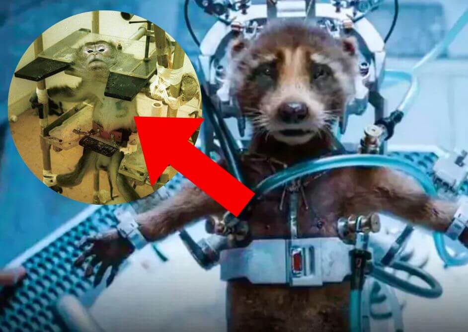 PETA Compared With ‘Guardians of the Galaxy Vol. 3’ | Blog