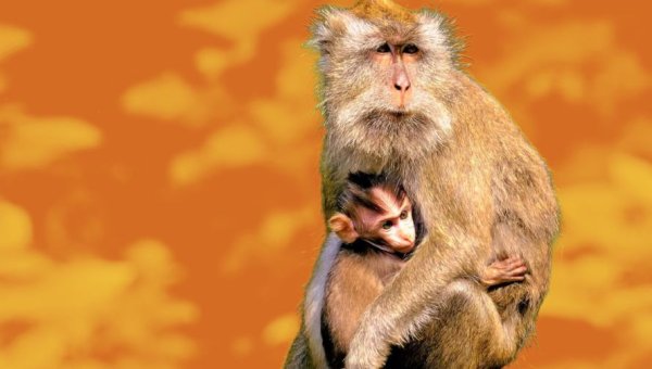 long tailed macaque orange background