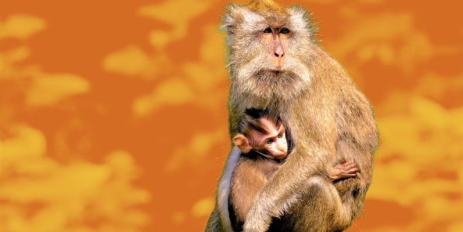 long tailed macaque orange background