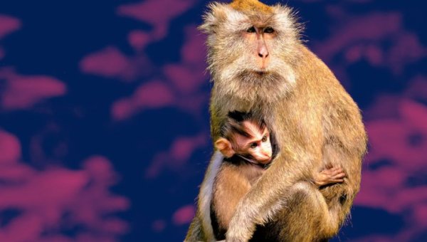 long tailed macaque pink background