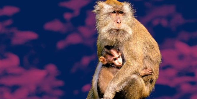 long tailed macaque pink background