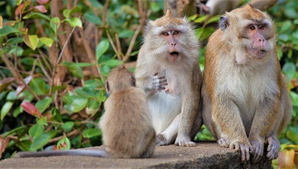 long tailed macaques