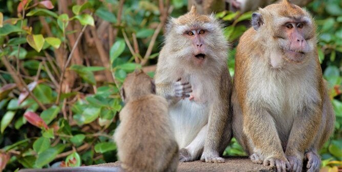 long tailed macaques