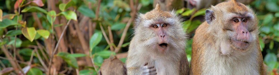 long tailed macaques