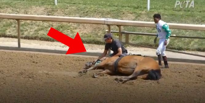Churchill Downs Under Investigation Following the Deaths of a Dozen Horses