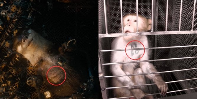 Side by side image of Lylla the otter from Marvel's Guardians of the Galaxy Vol. 3 with her id number tattooed on her chest and a monkey in a lab with their id number tattooed on their chest.