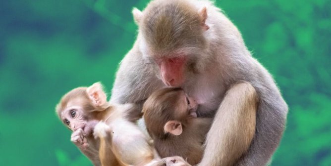 macaque and babies emerald green background