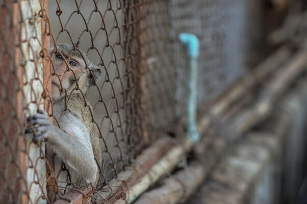 A macaque in breeding facility reaching out