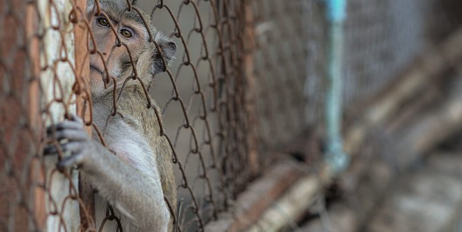 A macaque in breeding facility reaching out