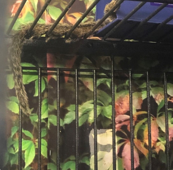 marmoset tail hanging over a cage as photographed at mini s exotic zoo