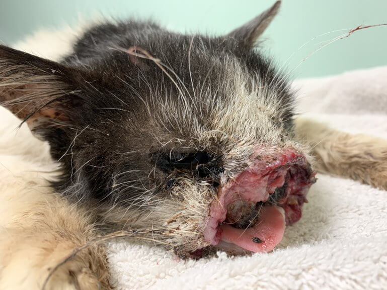 graphic image of mauled kitten with missing nose