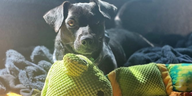 Lab mix Midnight with yellow toy