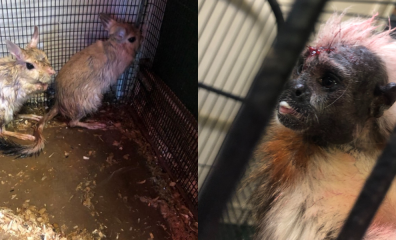 Mini ‘S’ Exotic Zoo Cited Over the Death of an Electrocuted Marmoset, Dilapidated Enclosures Following a PETA Complaint