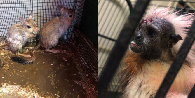 Mini ‘S’ Exotic Zoo Repeatedly Fails Animals and Incurs Critical Citations