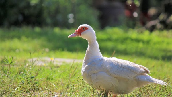 Urge Hai Hospitality to Drop Foie Gras From Its Menus!