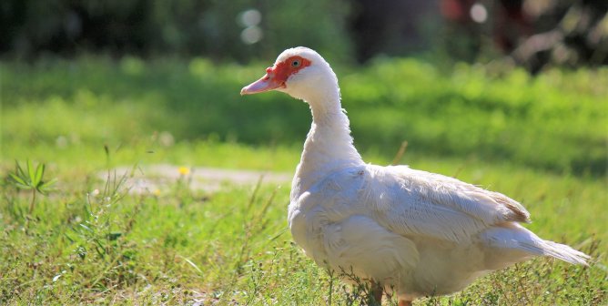 white Mulard duck in grass