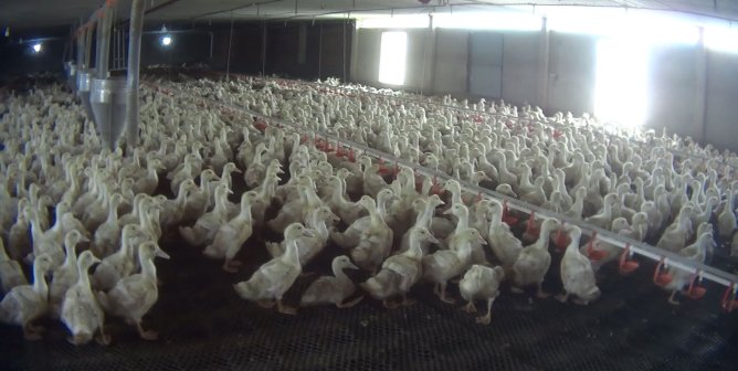 birds crammed in a filthy shed