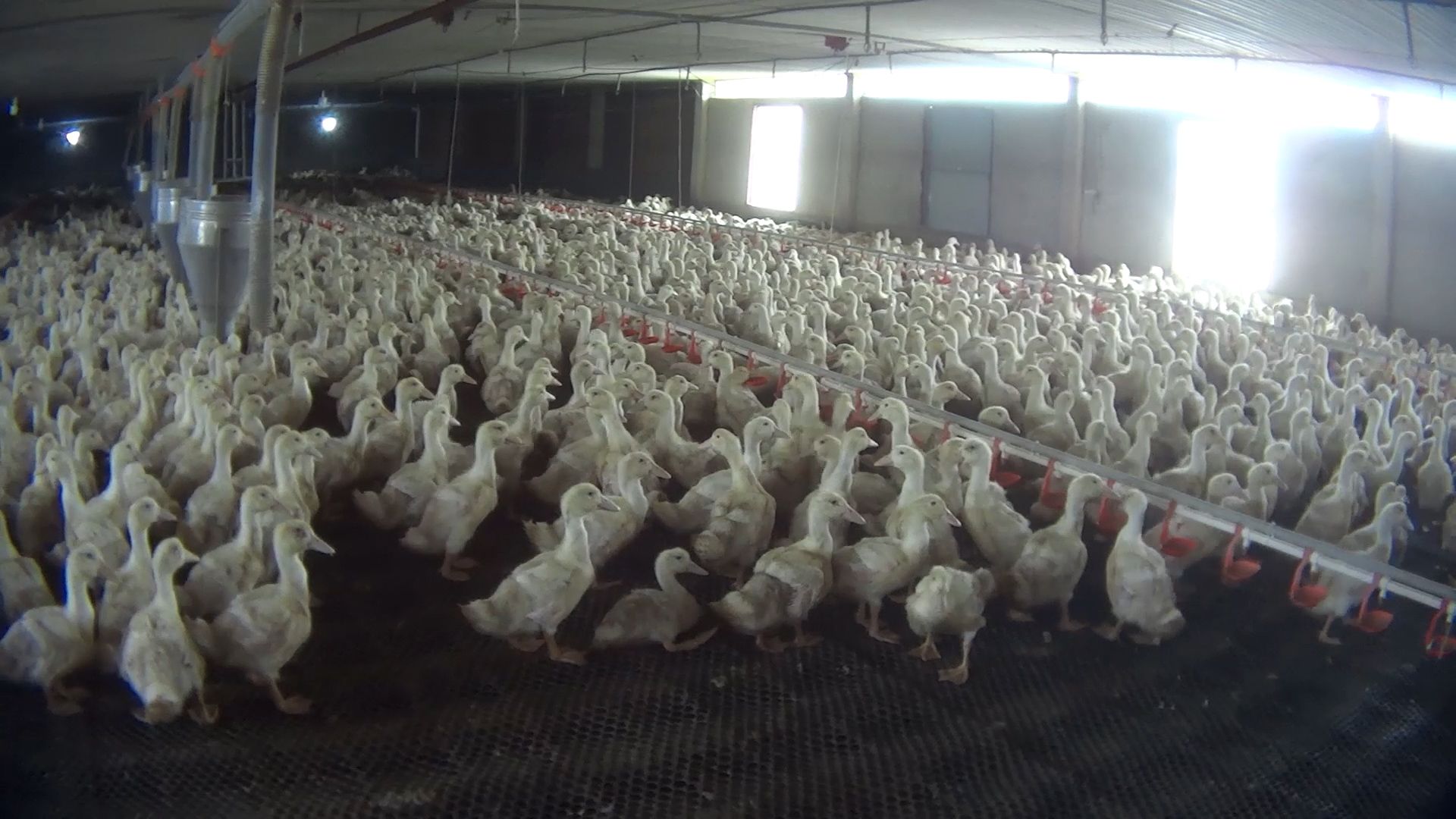 birds crammed in a filthy shed
