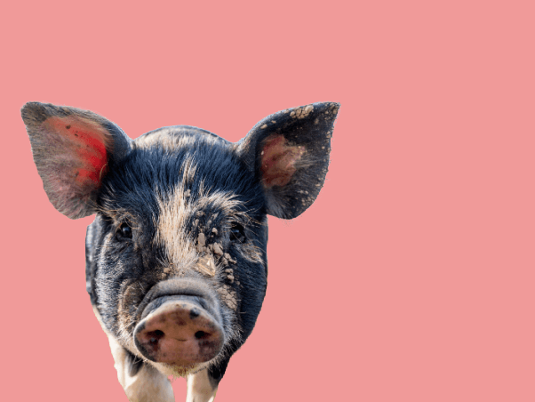 a spotted pig in front of a pink background