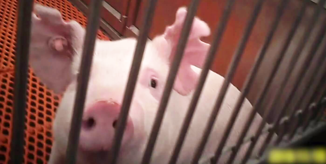 Pigs like this one were Mutilated in Oregon Health & Science University OB/GYN Training