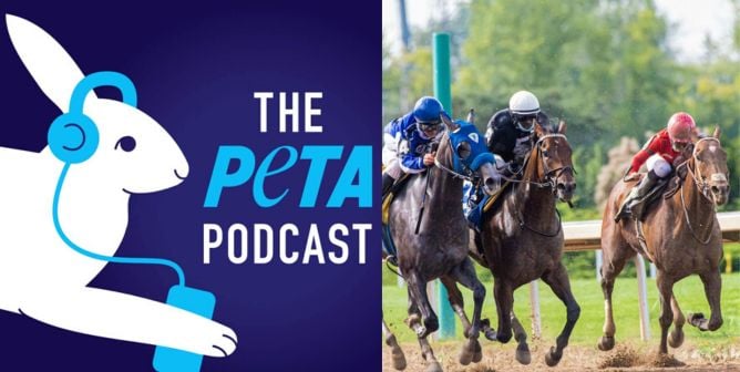 Three humans riding horses, PETA podcast logo