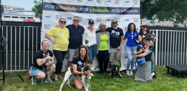 Homeless Dogs Take Center Stage at Poochella Adoption Festival