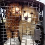 two puppies in a small crate at the site of a Virginia Beach van wreck