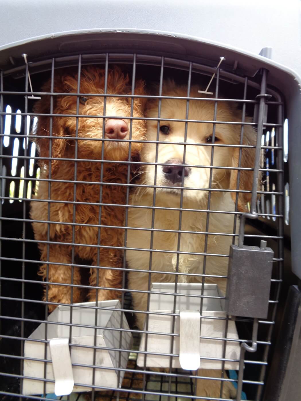 two puppies in a small crate at the site of a Virginia Beach van wreck
