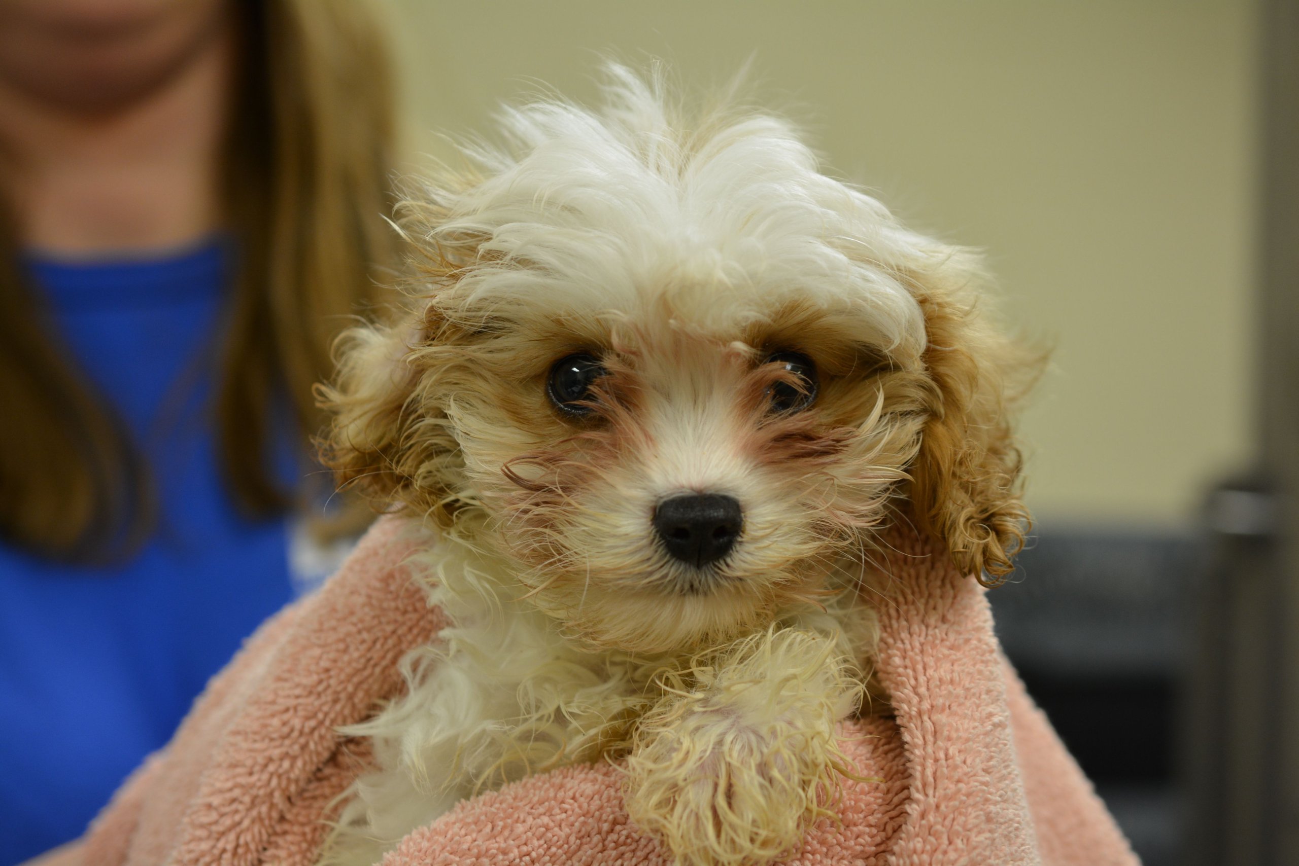 puppy wrapped in a pink towel at a shelter
