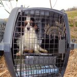 puppy in crate at site of Virginia Beach van wreck