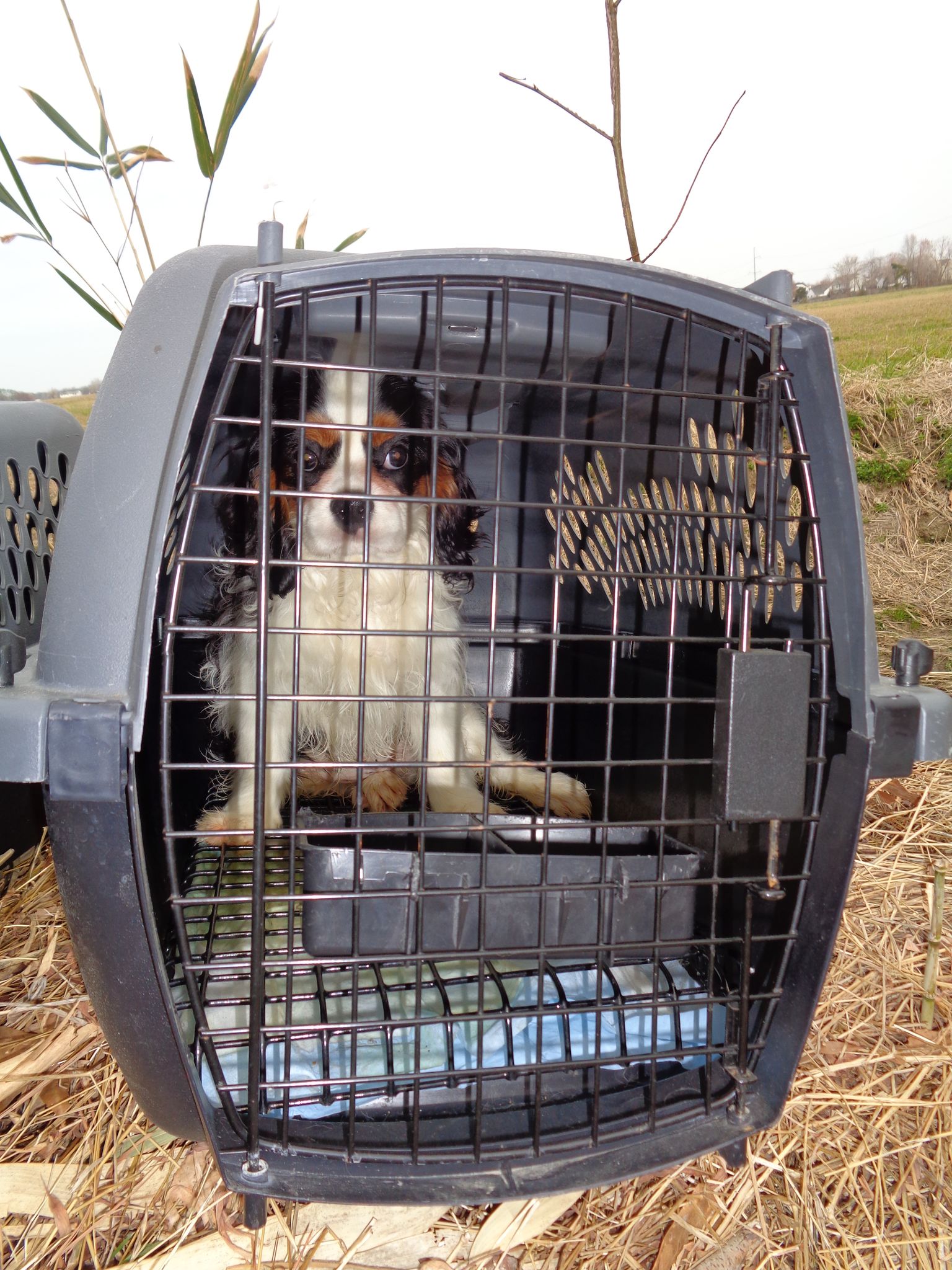puppy in crate at site of Virginia Beach van wreck