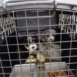 2 puppies in crate at site of Virginia Beach van wreck