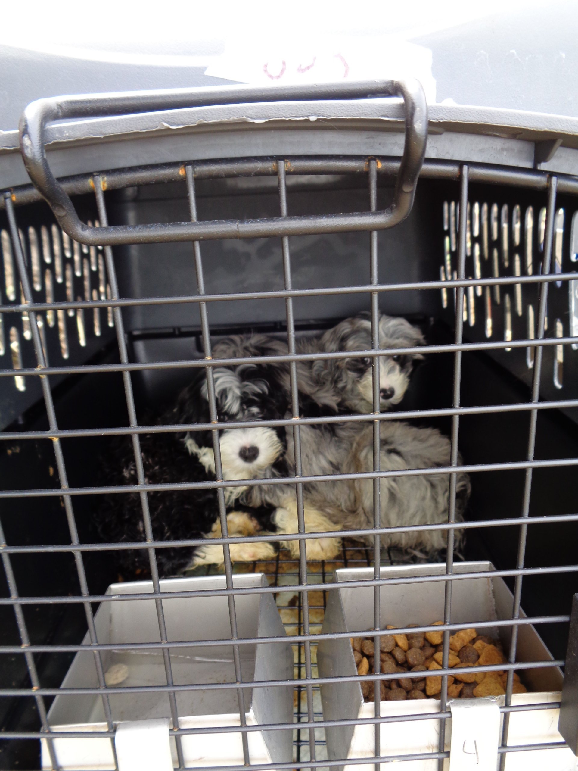 2 puppies in crate at site of Virginia Beach van wreck