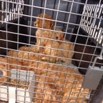 puppies in crate at site of Virginia Beach van crash
