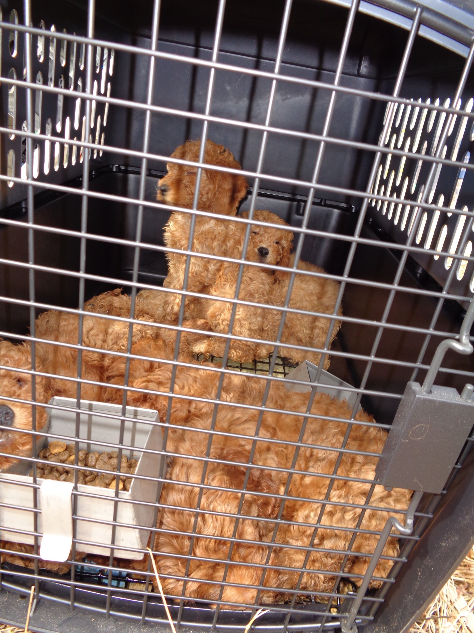 puppies in crate at site of Virginia Beach van crash