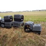 crates of puppies on the side of the road at the site of a van wreck in Virginia Beach