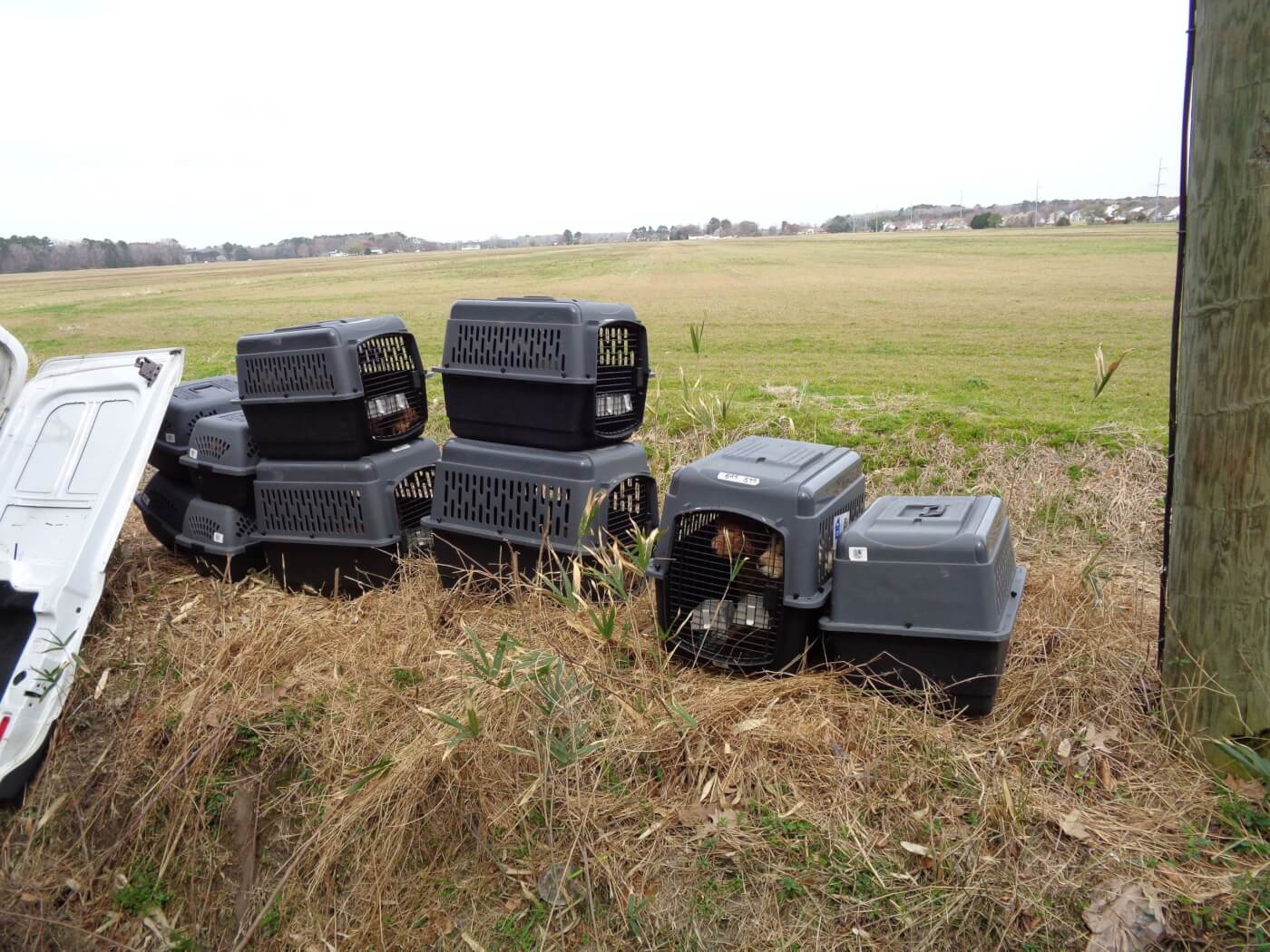 crates of puppies on the side of the road at the site of a van wreck in Virginia Beach