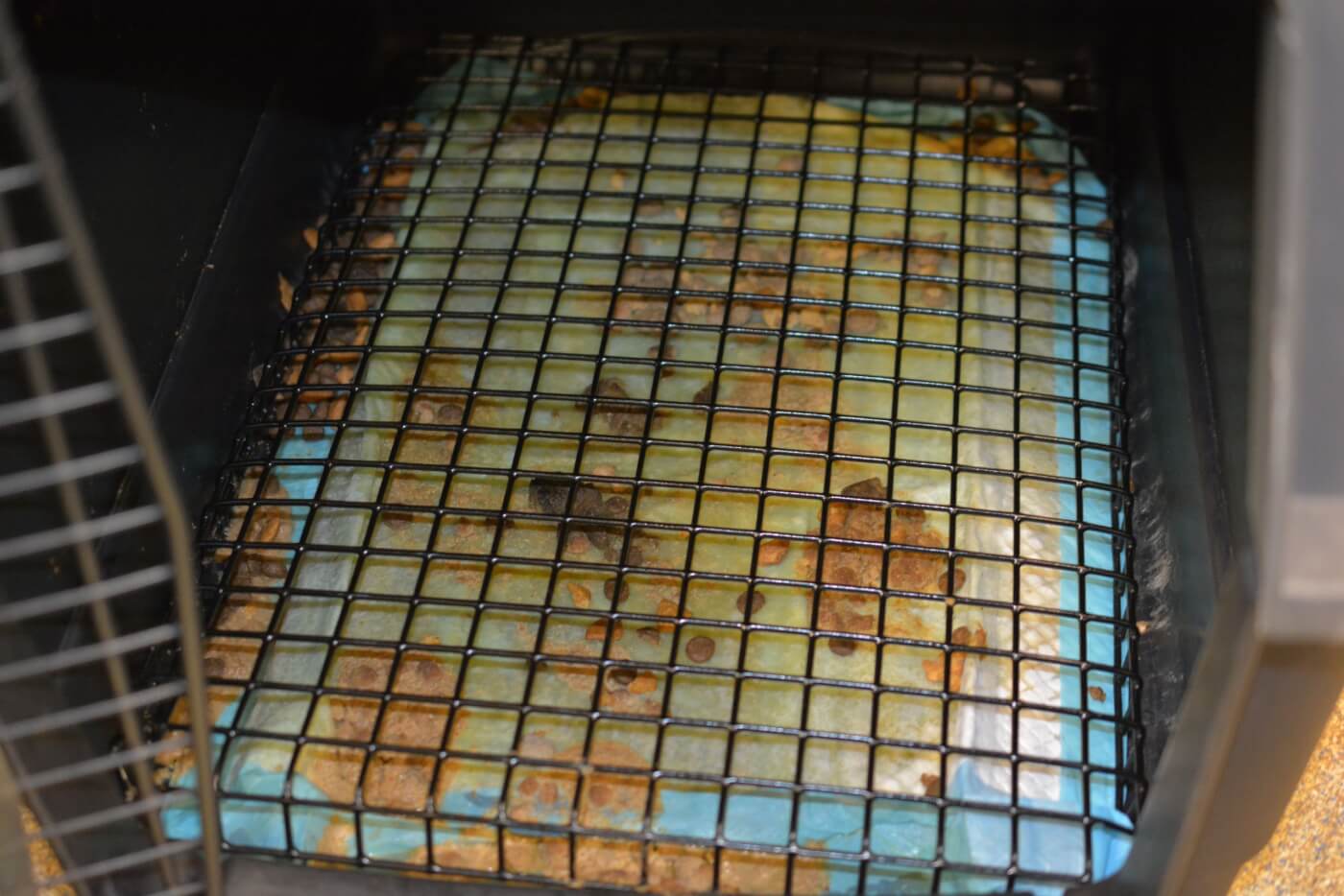 filthy crate filled with puppies waste at the site of a Virginia Beach van wreck