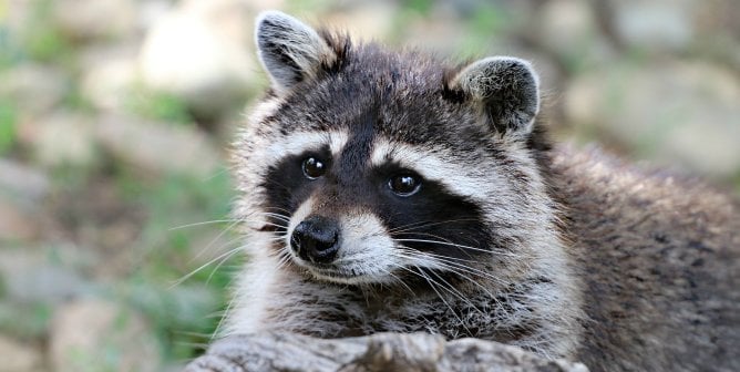 Close up photo of a raccoon