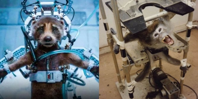 Side by side of Rocket the Raccoon in device in Guardians of the Galaxy Vol. 3 and a monkey in a lab in a similar device.