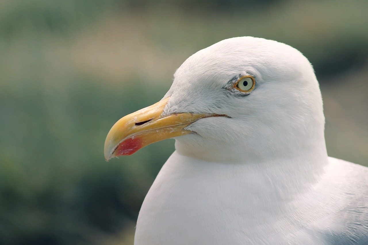 Head shot of a seagull