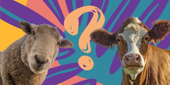 Cow and sheep on either side of orange question mark with colorful botanical background