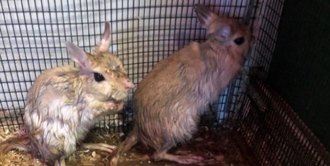 Mini ‘S’ Exotic Zoo Cited Over the Death of an Electrocuted Marmoset, Dilapidated Enclosures Following a PETA Complaint