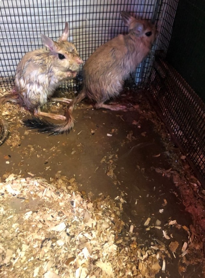 springhares in a cage with a water leak as photographed at mini s exotic zoo