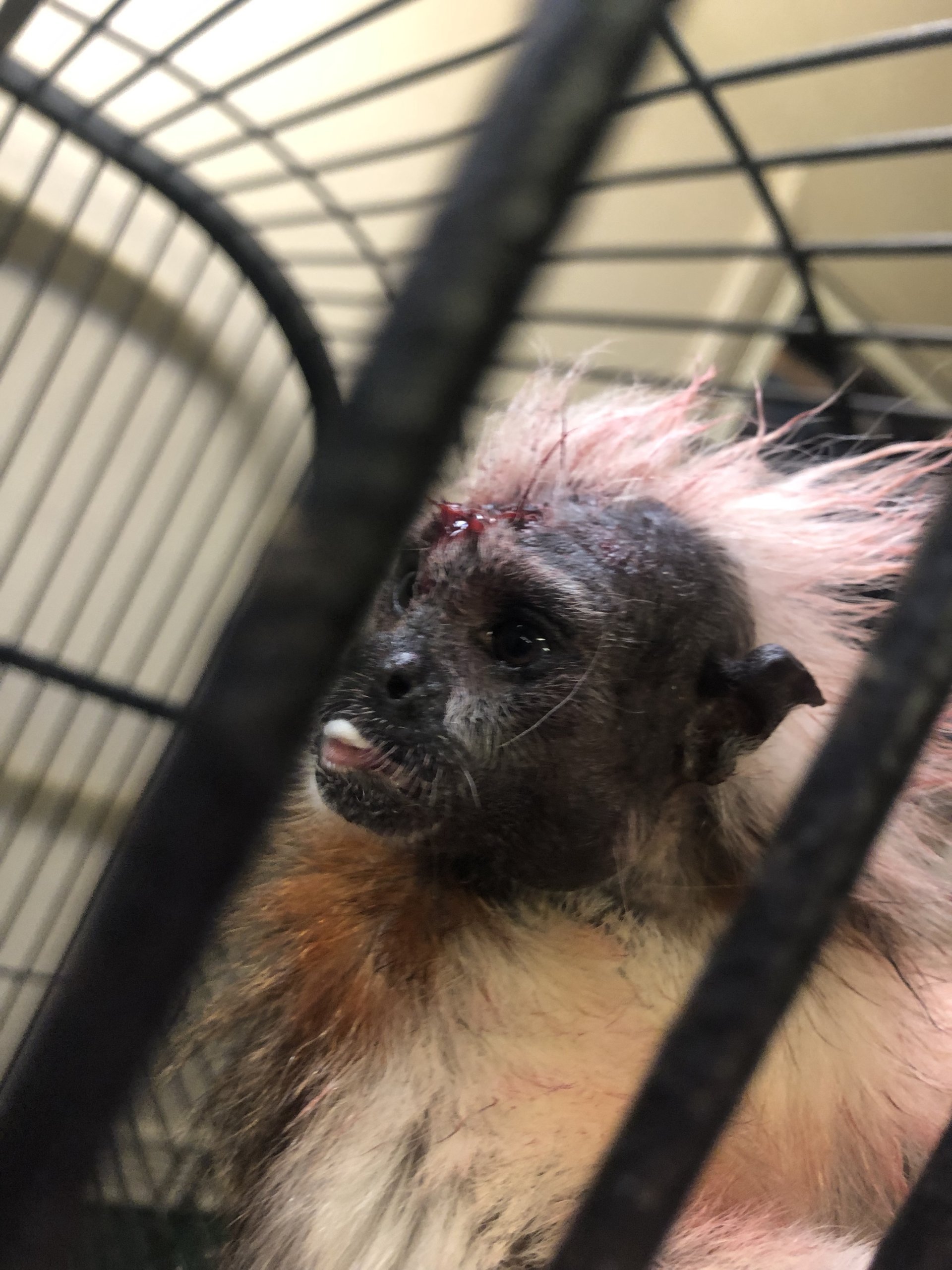 a tamarin in a cage has a bloody wound on their head 