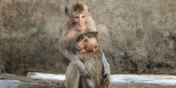 Abducting Monkeys From Forests Is Making You Sick—Here’s Why