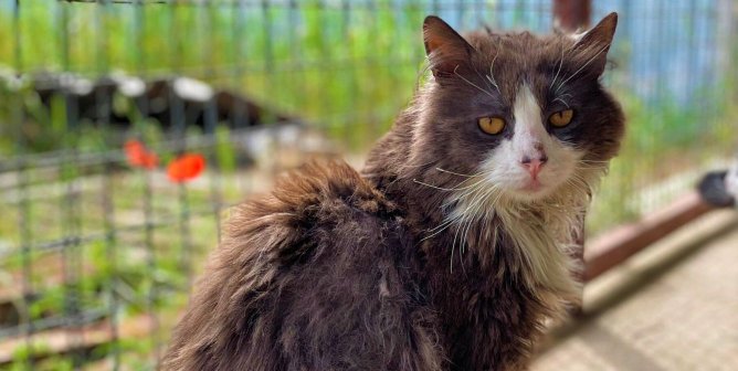 PETA-Backed Network Is Saving Thousands of Animals in Ukraine