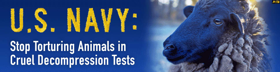 GIF banner with a sheep aligned to the right and text to the left that reads "U.S. Navy: Stop torturing animals in cruel decompression tests"