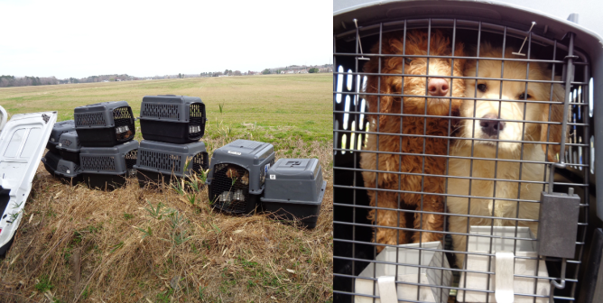 van with puppies inside crashes in Virginia Beach