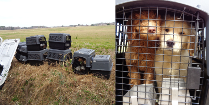 Video: Van Hauling Puppies Hundreds of Miles in Tiny, Waste-Filled Crates Crashes